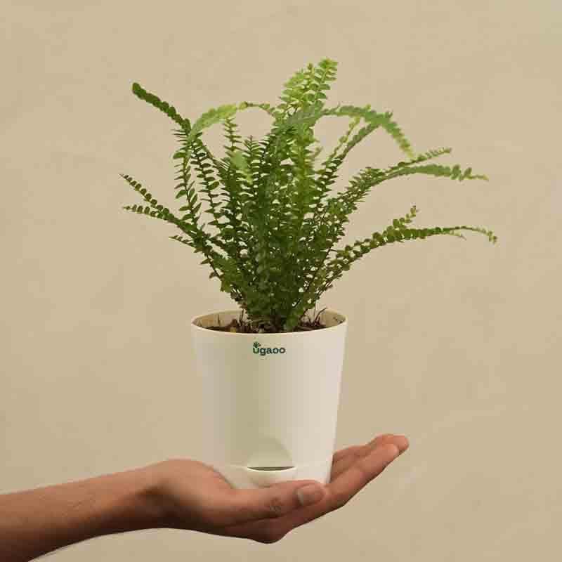 Buy Ugaoo Button Fern Plant Live Plants from Vaaree