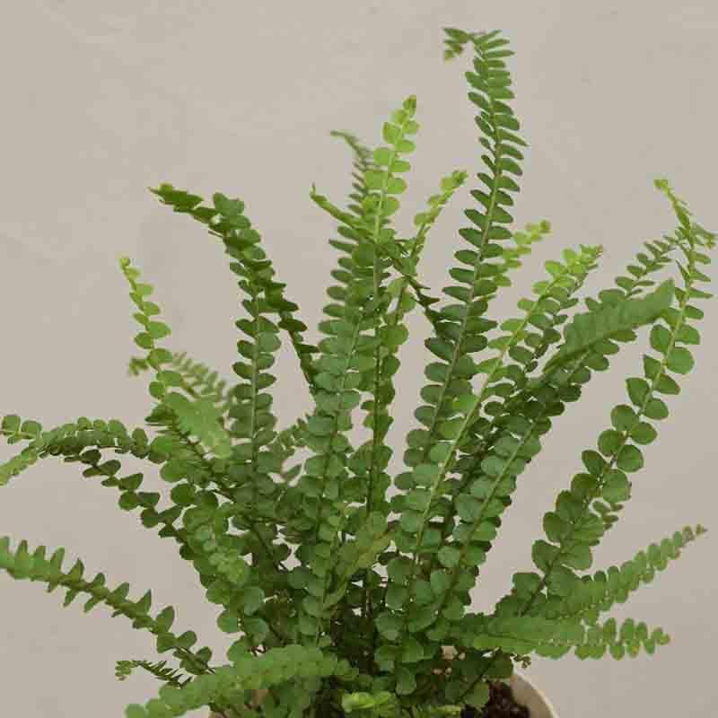 Buy Ugaoo Button Fern Plant Live Plants from Vaaree