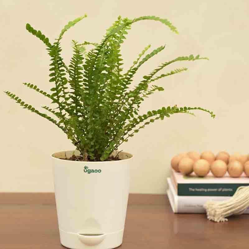 Buy Ugaoo Button Fern Plant Live Plants from Vaaree