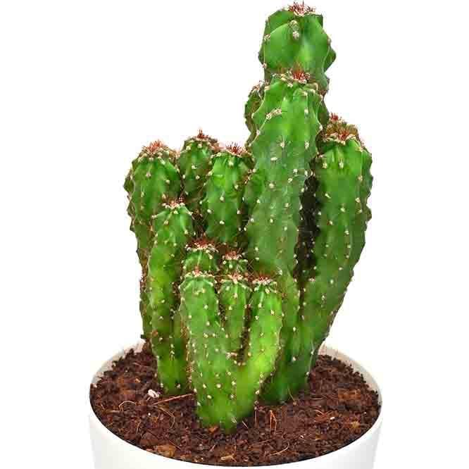 Buy Live Plants - Ugaoo Cactus Cereus Repandus Plant at Vaaree online