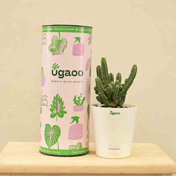 Buy Live Plants - Ugaoo Cactus Plant - Elongated at Vaaree online