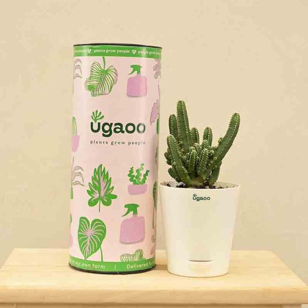 Buy Ugaoo Cactus Plant - Elongated Live Plants from Vaaree