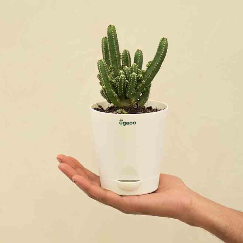 Buy Ugaoo Cactus Plant - Elongated Live Plants from Vaaree