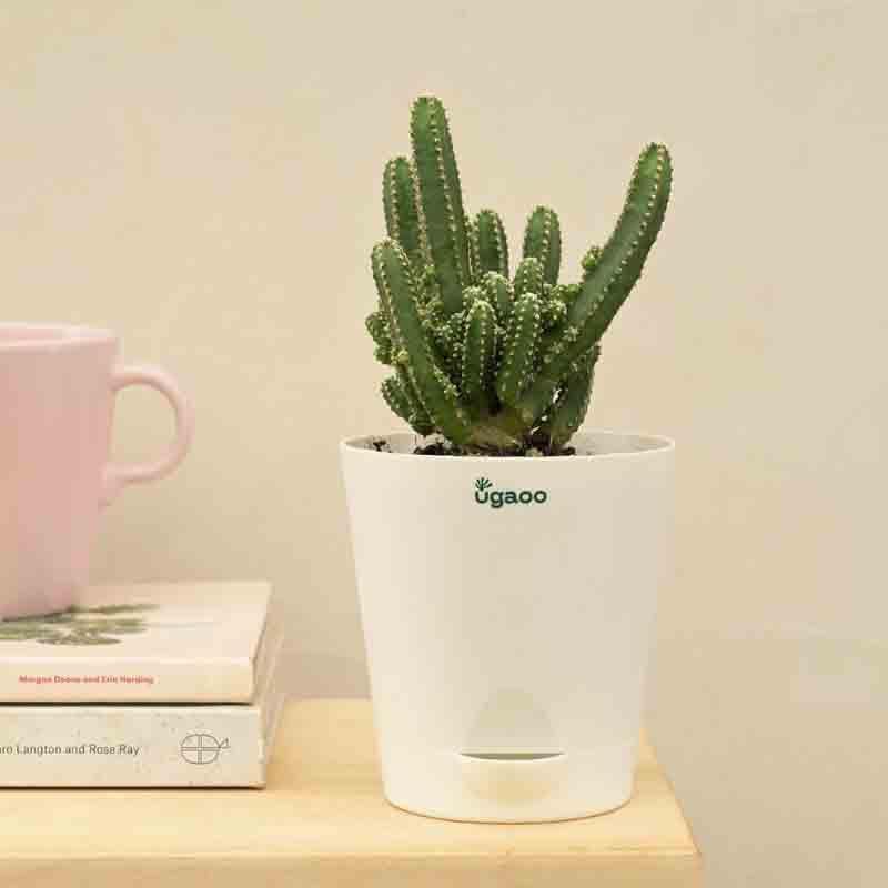 Buy Ugaoo Cactus Plant - Elongated Live Plants from Vaaree