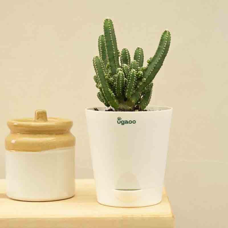 Buy Ugaoo Cactus Plant - Elongated Live Plants from Vaaree