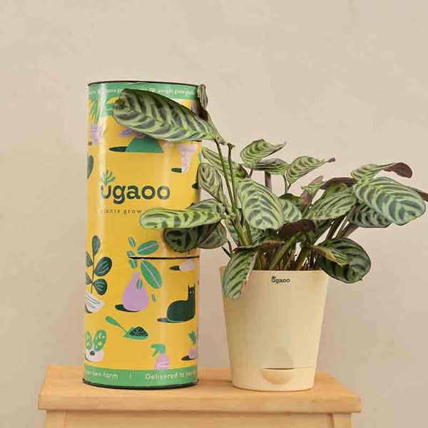 Buy Ugaoo Calathea Burle Marxii Plant Live Plants from Vaaree