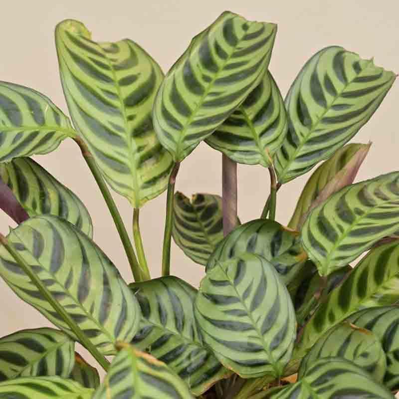 Buy Ugaoo Calathea Burle Marxii Plant Live Plants from Vaaree