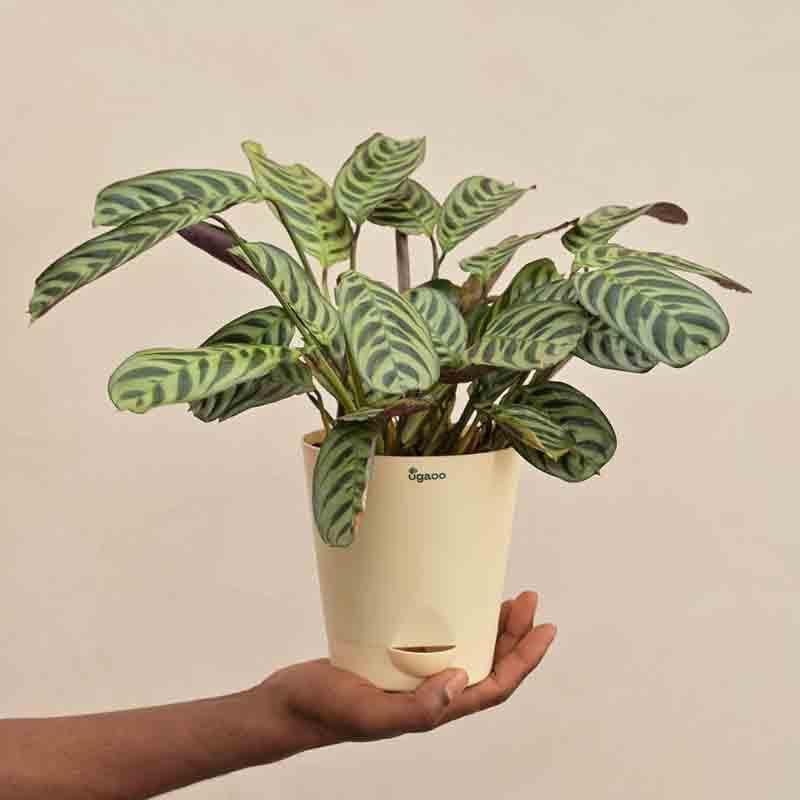 Buy Ugaoo Calathea Burle Marxii Plant Live Plants from Vaaree