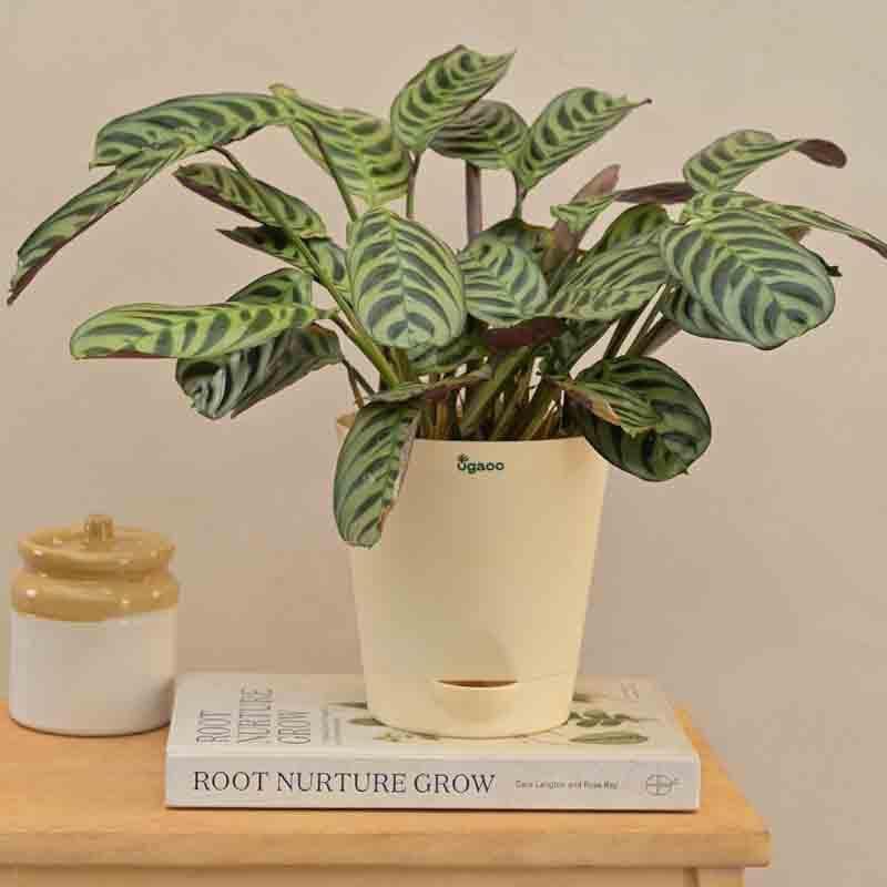 Buy Ugaoo Calathea Burle Marxii Plant Live Plants from Vaaree