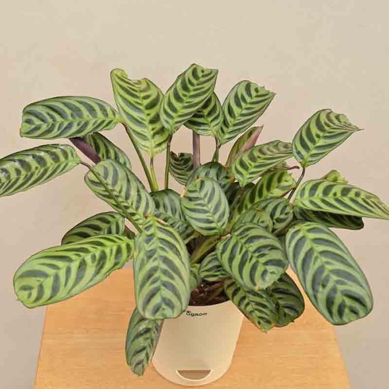 Buy Ugaoo Calathea Burle Marxii Plant Live Plants from Vaaree