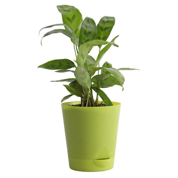 Buy Ugaoo Calathea Faux Green Plant Live Plants from Vaaree