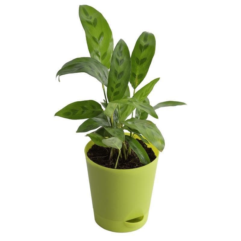 Buy Ugaoo Calathea Faux Green Plant Live Plants from Vaaree