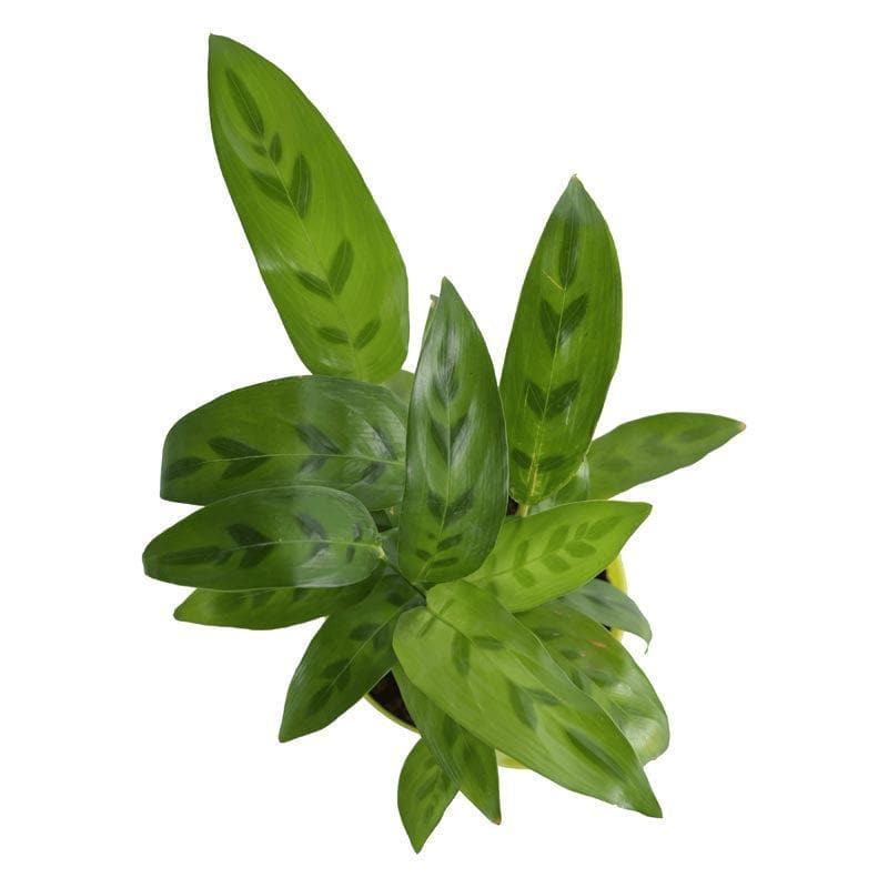 Buy Ugaoo Calathea Faux Green Plant Live Plants from Vaaree