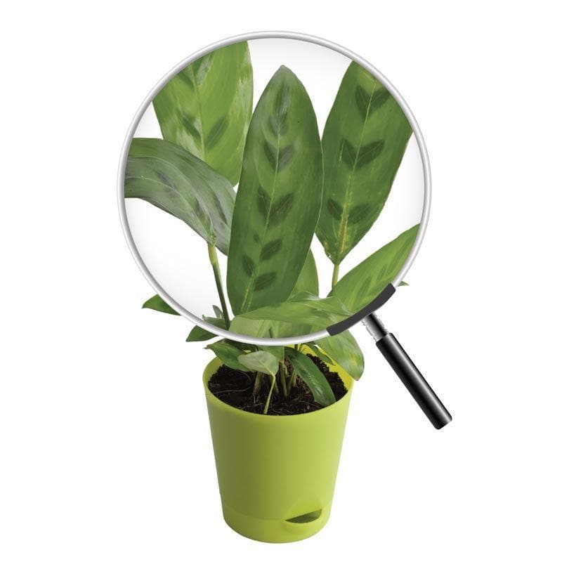 Buy Ugaoo Calathea Faux Green Plant Live Plants from Vaaree