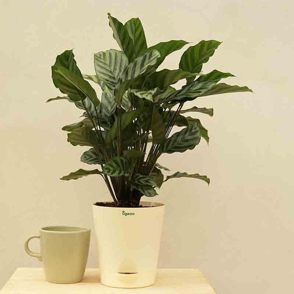 Buy Ugaoo Calathea Freddie Plant Live Plants from Vaaree