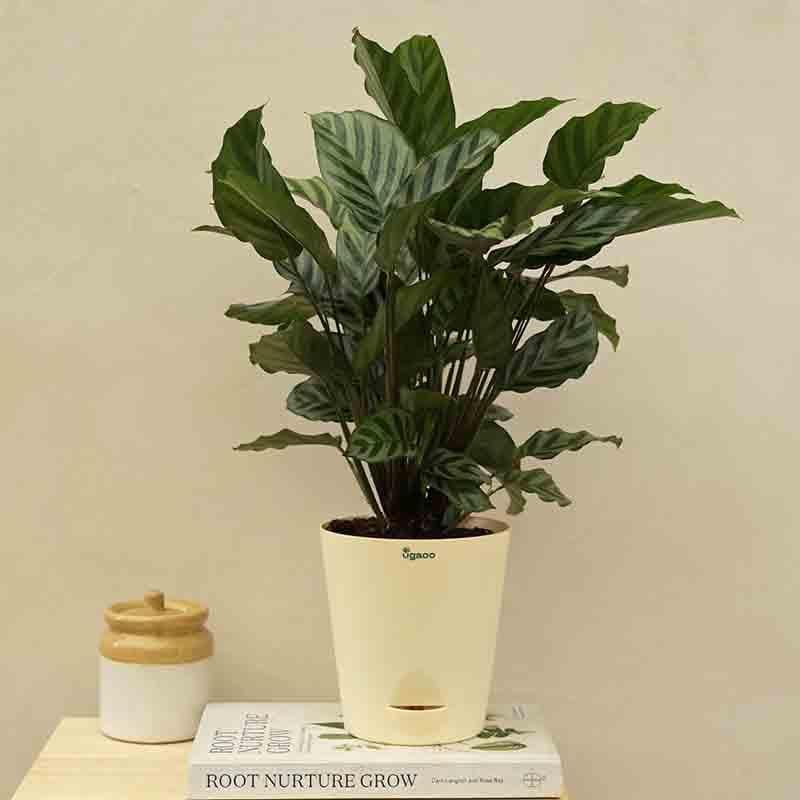 Buy Live Plants - Ugaoo Calathea Freddie Plant at Vaaree online