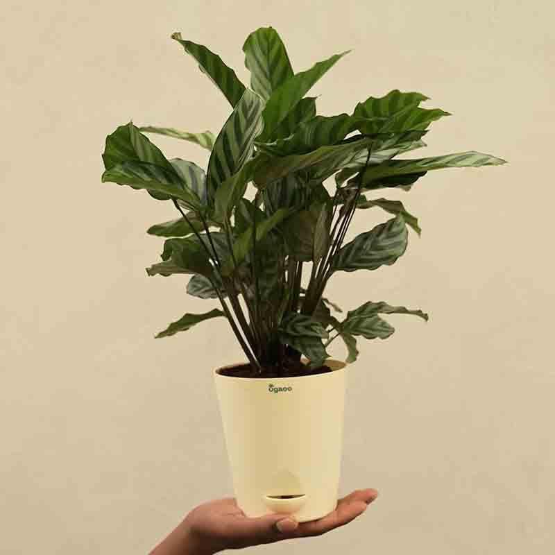 Buy Ugaoo Calathea Freddie Plant Live Plants from Vaaree