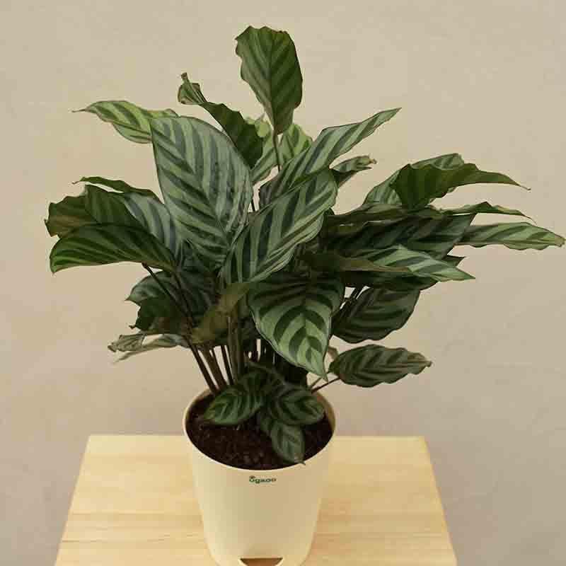 Buy Ugaoo Calathea Freddie Plant Live Plants from Vaaree