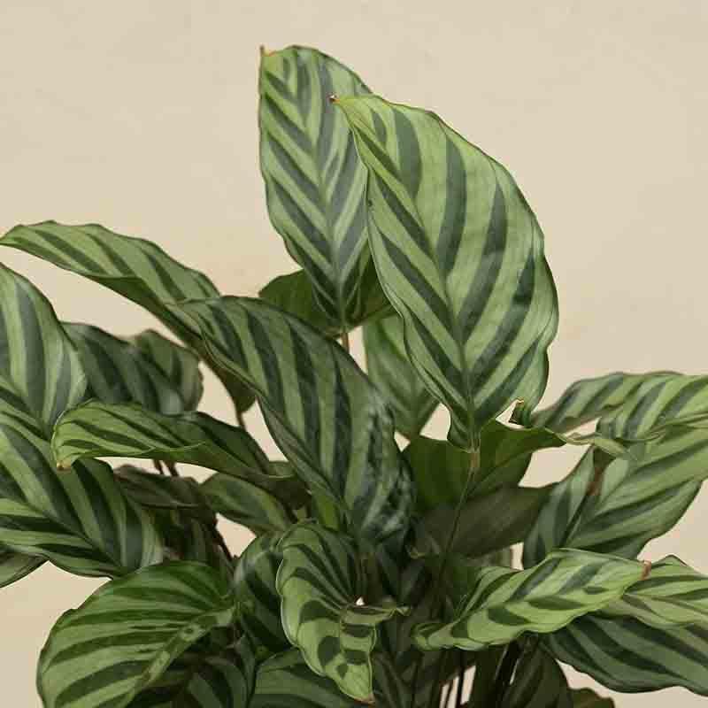 Buy Ugaoo Calathea Freddie Plant Live Plants from Vaaree