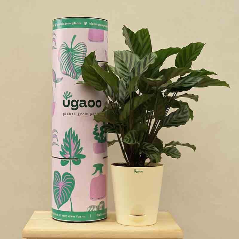 Buy Ugaoo Calathea Freddie Plant Live Plants from Vaaree