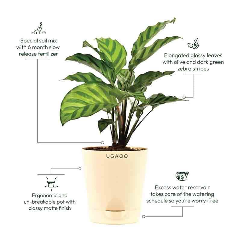 Buy Ugaoo Calathea Freddie Plant Live Plants from Vaaree