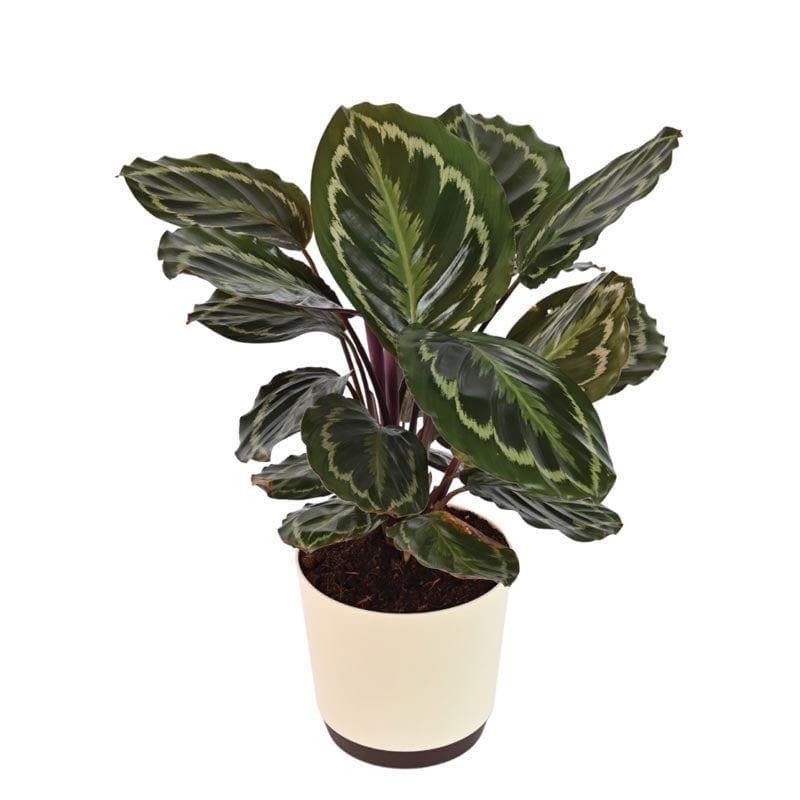 Buy Ugaoo Calathea Medallion - Big Live Plants from Vaaree