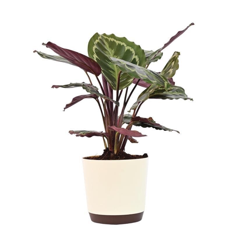 Buy Ugaoo Calathea Medallion - Big Live Plants from Vaaree