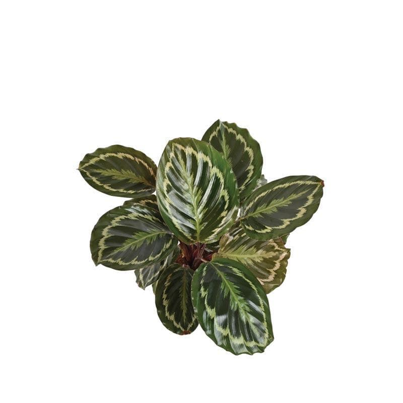 Buy Ugaoo Calathea Medallion - Big Live Plants from Vaaree