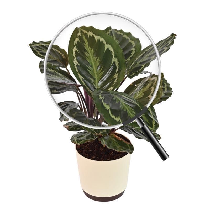 Buy Ugaoo Calathea Medallion - Big Live Plants from Vaaree