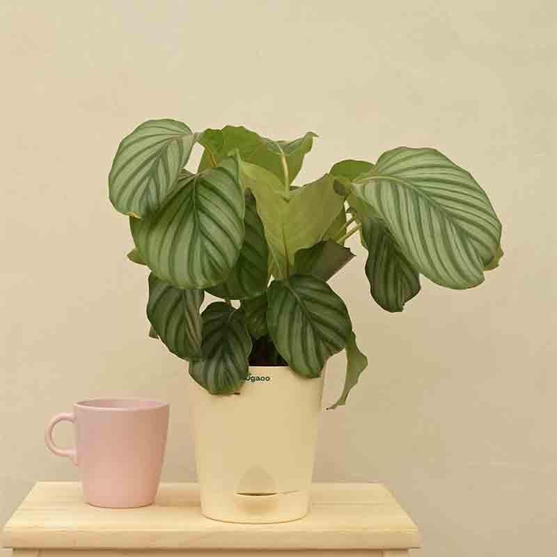 Buy Ugaoo Calathea Orbifolia - Medium Live Plants from Vaaree