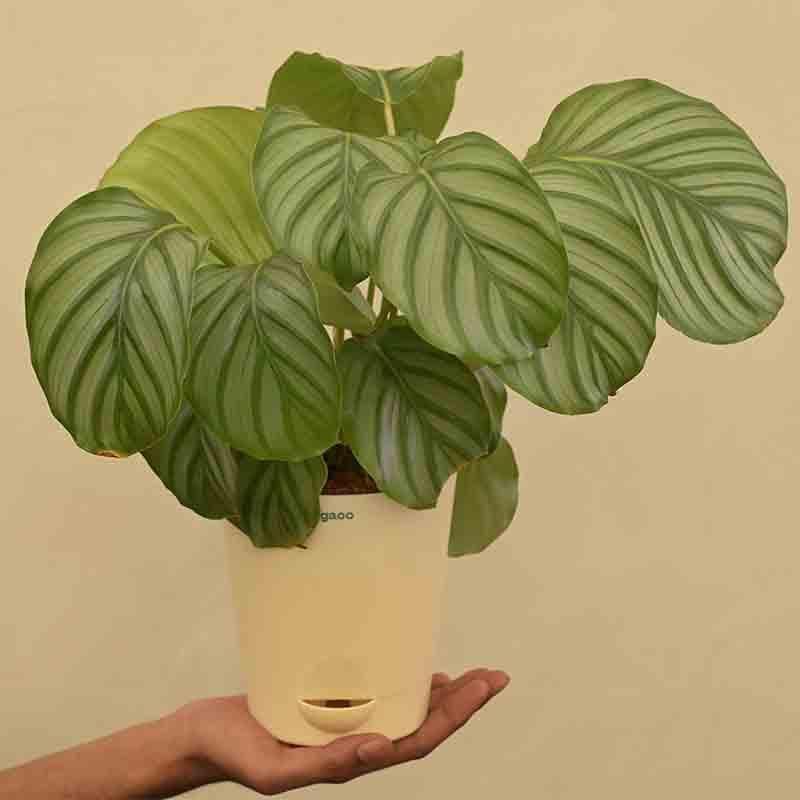 Buy Ugaoo Calathea Orbifolia - Medium Live Plants from Vaaree