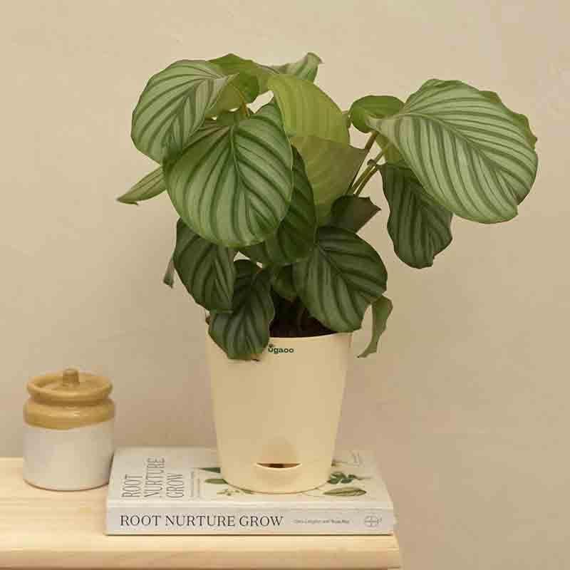 Buy Ugaoo Calathea Orbifolia - Medium Live Plants from Vaaree