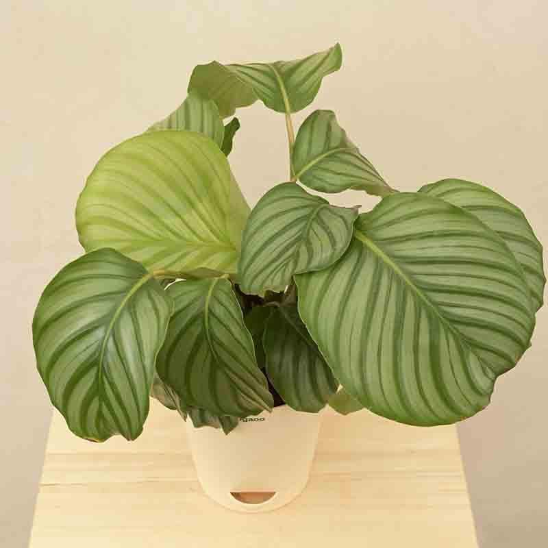 Buy Ugaoo Calathea Orbifolia - Medium Live Plants from Vaaree