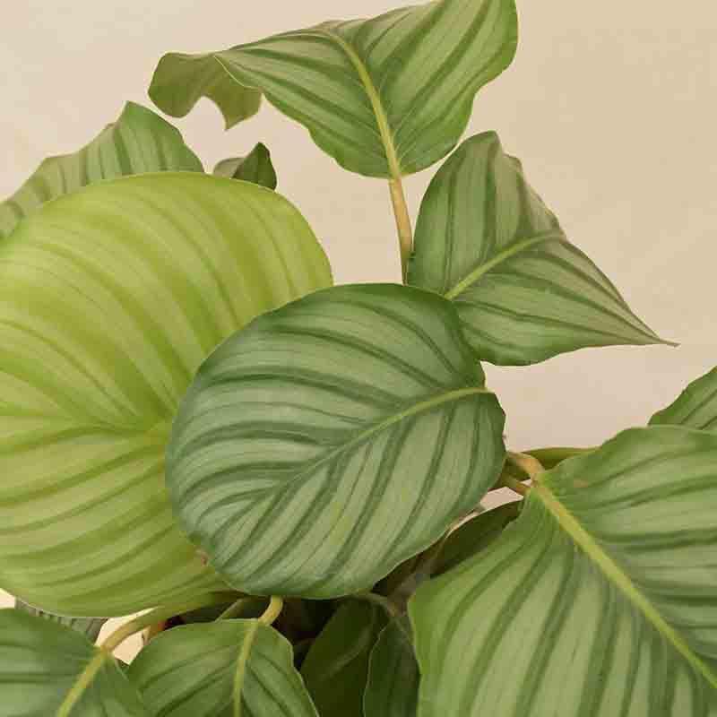 Buy Ugaoo Calathea Orbifolia - Medium Live Plants from Vaaree