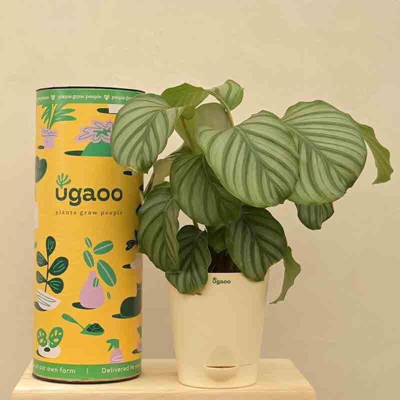 Buy Ugaoo Calathea Orbifolia - Medium Live Plants from Vaaree