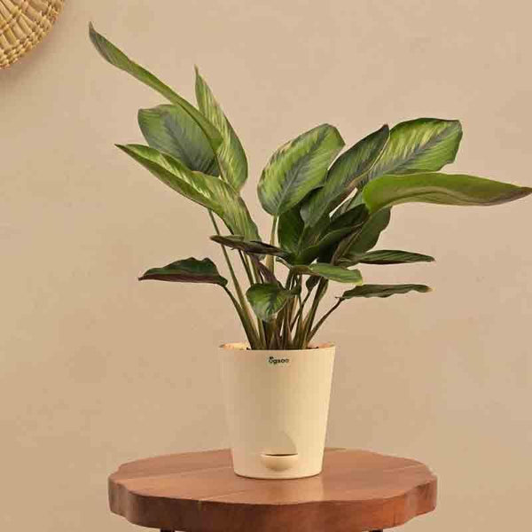 Buy Live Plants - Ugaoo Calathea Pinstripe Plant at Vaaree online