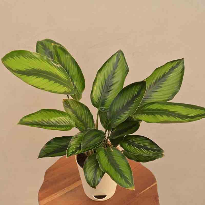 Buy Ugaoo Calathea Pinstripe Plant Live Plants from Vaaree