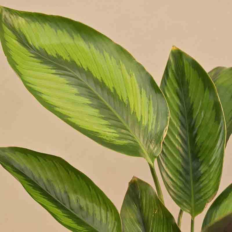 Buy Ugaoo Calathea Pinstripe Plant Live Plants from Vaaree