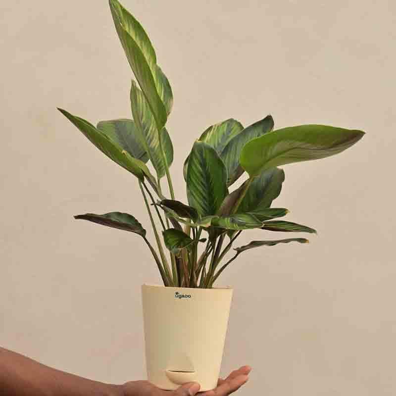 Buy Ugaoo Calathea Pinstripe Plant Live Plants from Vaaree