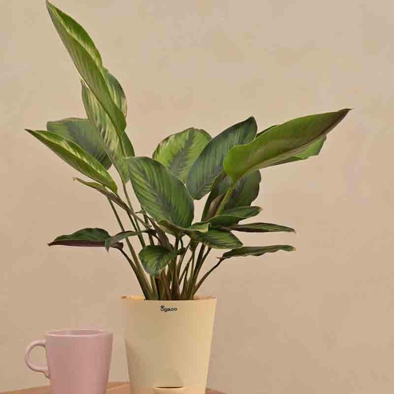 Buy Ugaoo Calathea Pinstripe Plant Live Plants from Vaaree