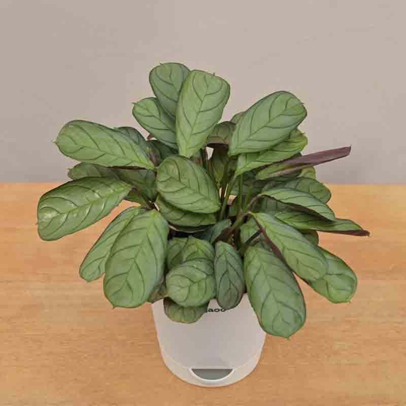 Buy Ugaoo Calathea Prayer Plant Live Plants from Vaaree