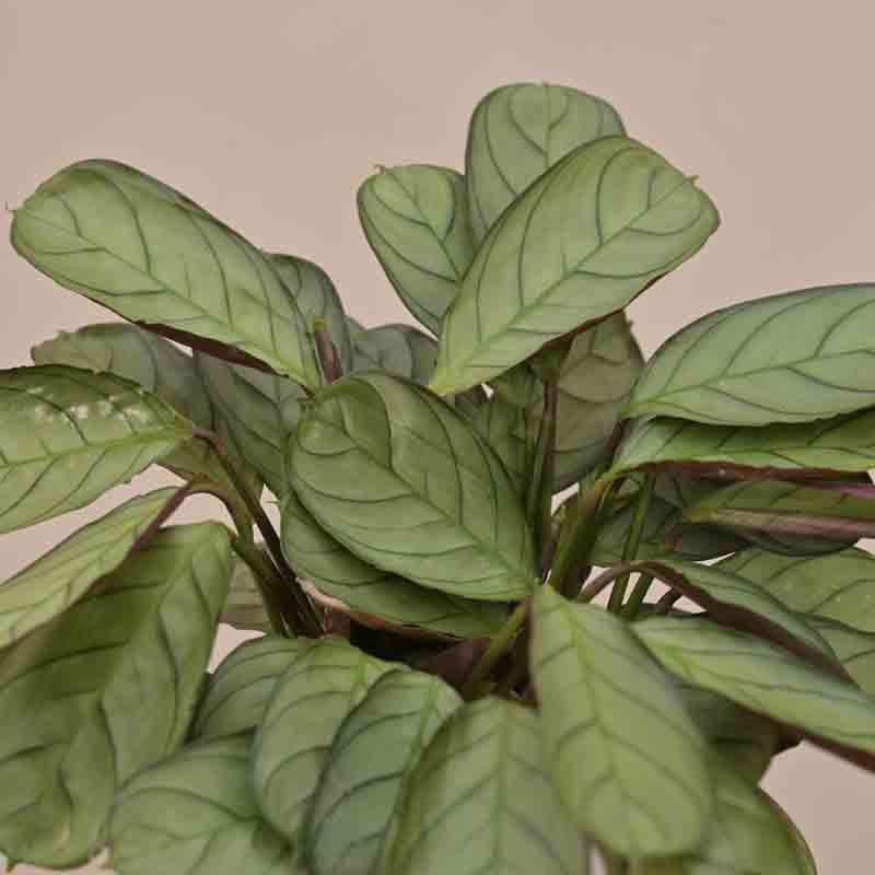 Buy Ugaoo Calathea Prayer Plant Live Plants from Vaaree