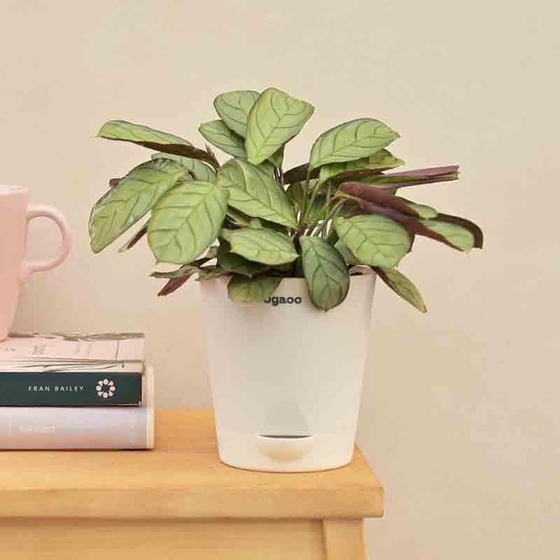 Buy Ugaoo Calathea Prayer Plant Live Plants from Vaaree