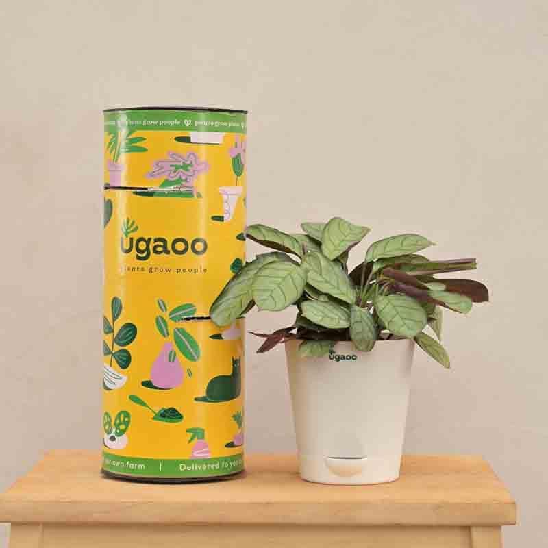 Buy Ugaoo Calathea Prayer Plant Live Plants from Vaaree