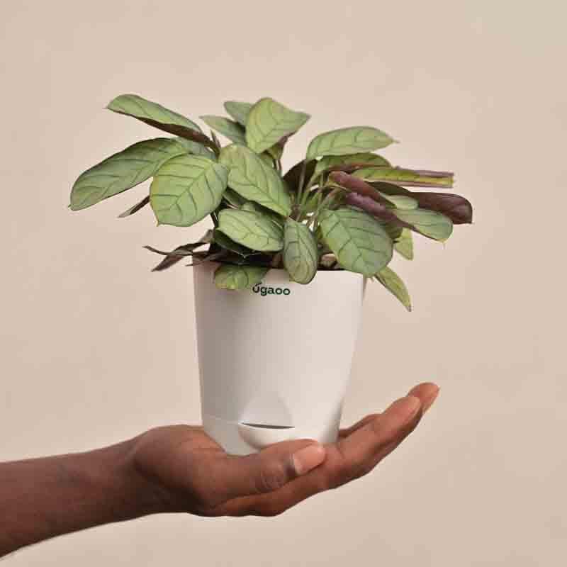 Buy Ugaoo Calathea Prayer Plant Live Plants from Vaaree