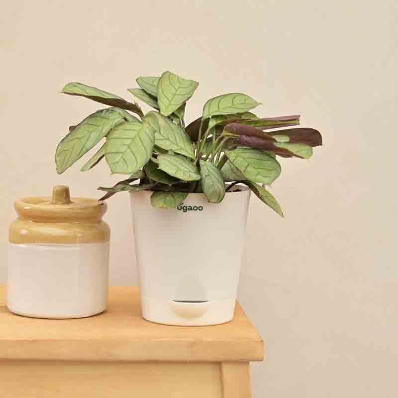 Buy Ugaoo Calathea Prayer Plant Live Plants from Vaaree