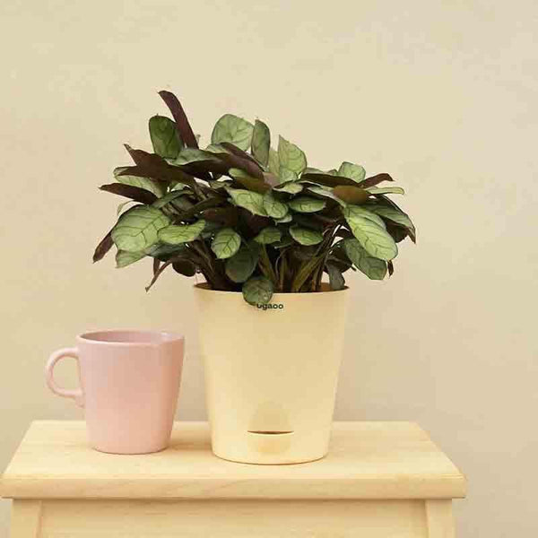 Buy Ugaoo Calathea Prayer Plant - Medium Live Plants from Vaaree