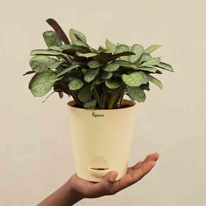 Buy Ugaoo Calathea Prayer Plant - Medium Live Plants from Vaaree