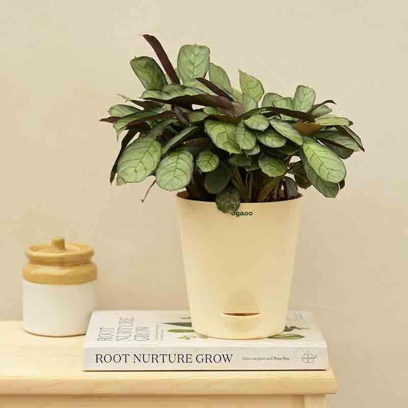 Buy Ugaoo Calathea Prayer Plant - Medium Live Plants from Vaaree