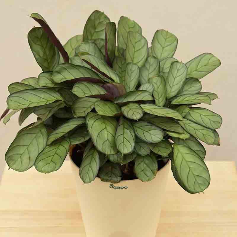 Buy Ugaoo Calathea Prayer Plant - Medium Live Plants from Vaaree